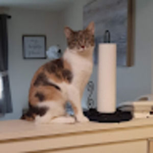 Meet your Posher, Robert